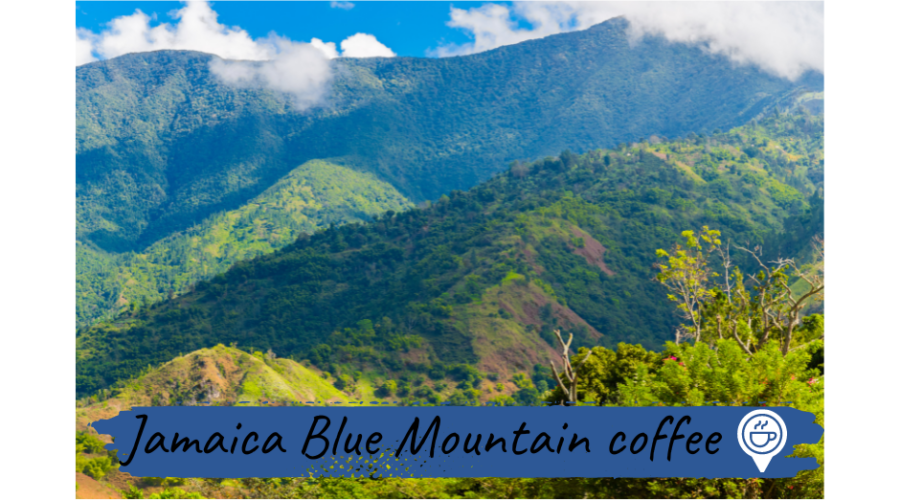 jamaica blue mountain caffe