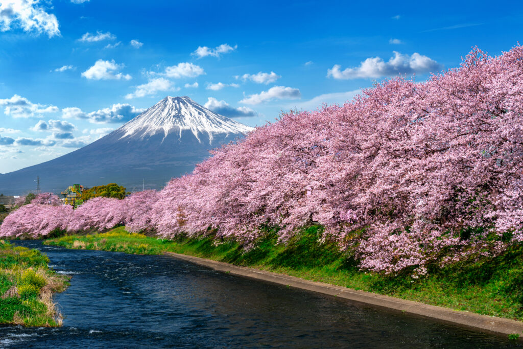 row cherry blossoms fuji mountain spring shizuoka japan