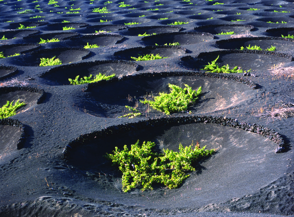 lanzarote bor boraszat bodega kanari szigetek 1 1