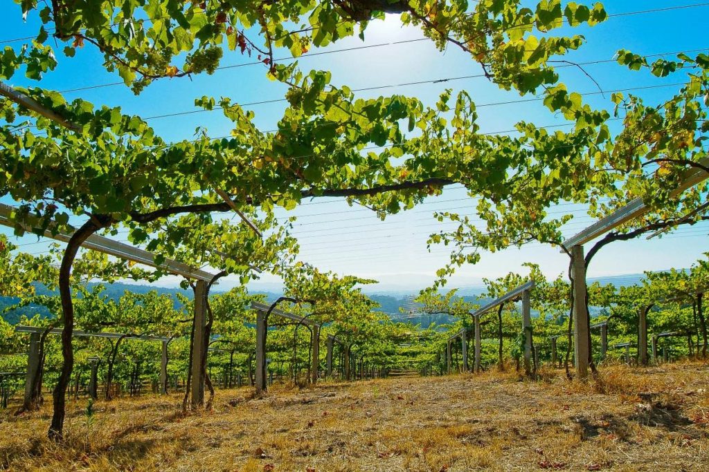 A vineyard in the Rias Baixas wine region 1024x683 1