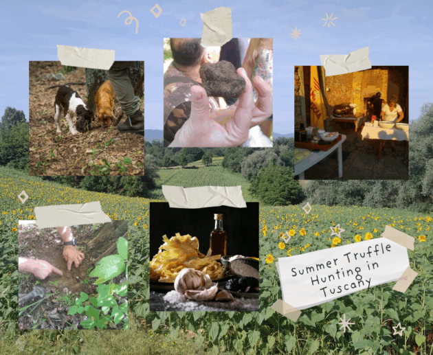 Summer Truffle Hunting in Tuscany