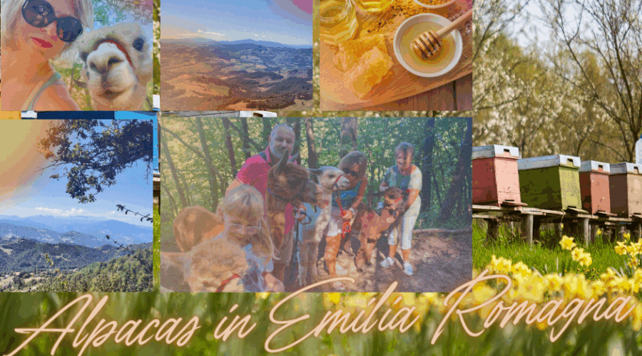 Alpacas in Emilia Romagna