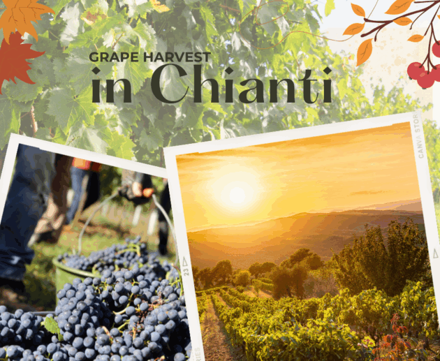 Grape harvest in Chianti