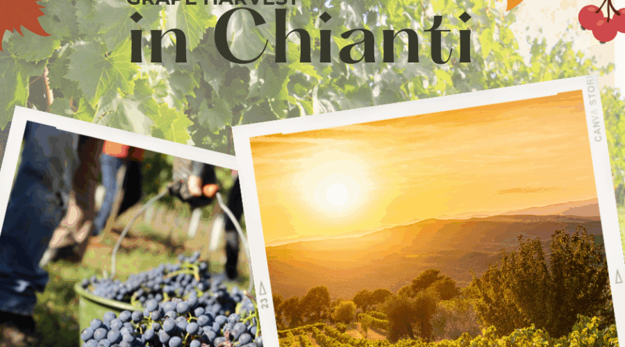 Grape harvest in Chianti