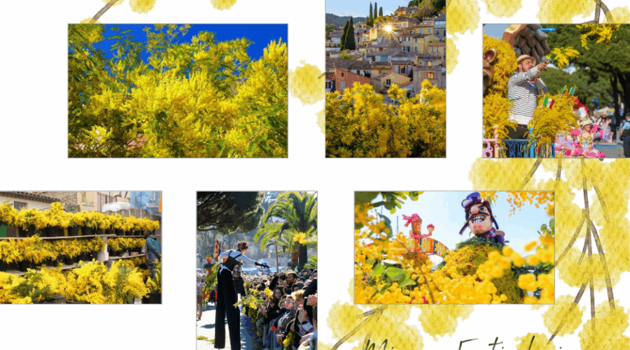 Mimosa Festivals in Southern France: When Winter Turns Golden