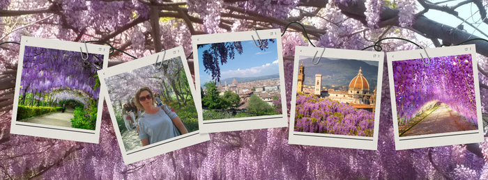 Glicine season in Florence