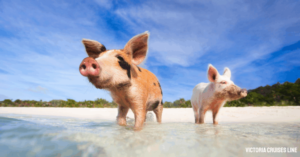 Pig Beach